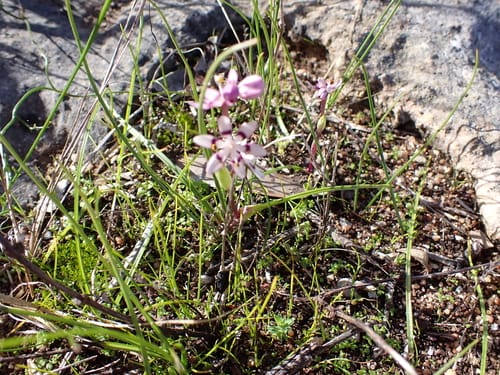 Wurmbea dioica