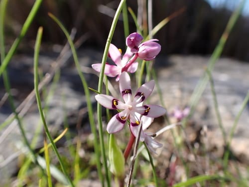 Wurmbea dioica