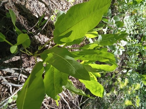 Wyethia amplexicaulis