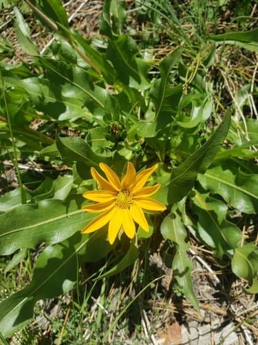 Wyethia longicaulis