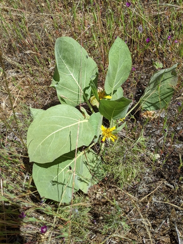 Wyethia ovata