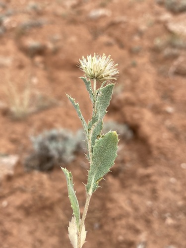 Xanthisma grindelioides