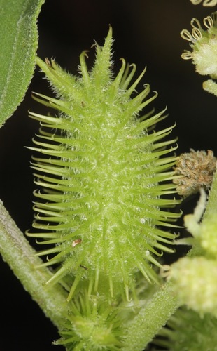 Xanthium strumarium