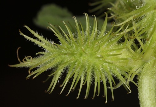 Xanthium strumarium