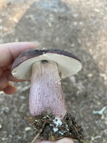 Xanthoconium separans