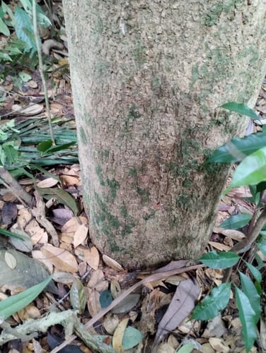 Xanthophyllum rufum