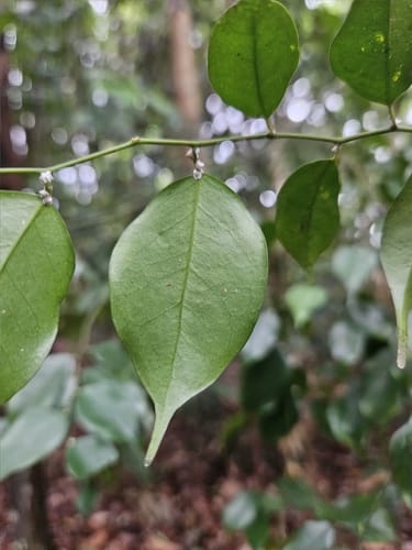 Xanthophyllum stipitatum
