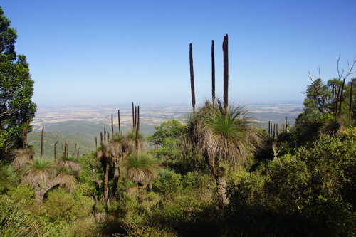 Xanthorrhoea glauca