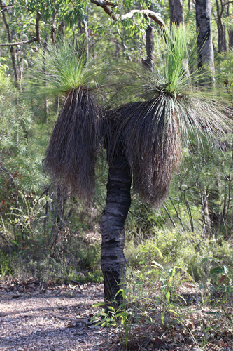 Xanthorrhoea johnsonii