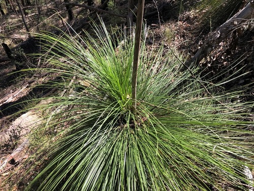 Xanthorrhoea johnsonii