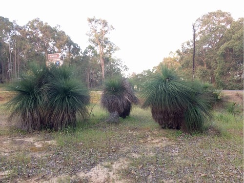 Xanthorrhoea preissii