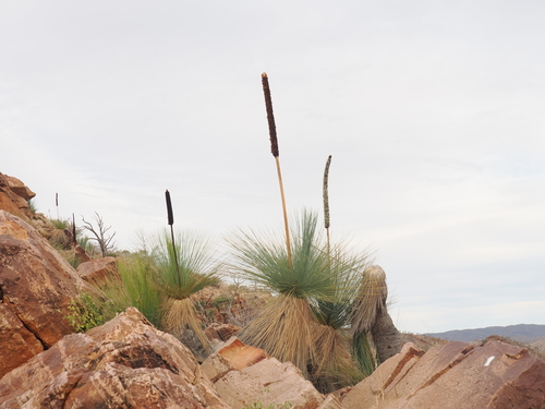 Xanthorrhoea quadrangulata