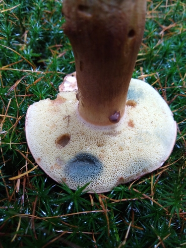 Xerocomus badius