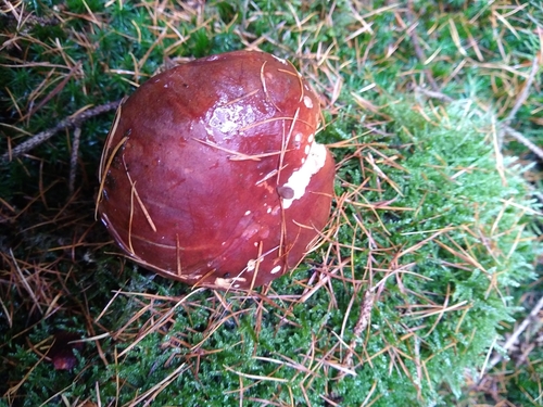 Xerocomus badius