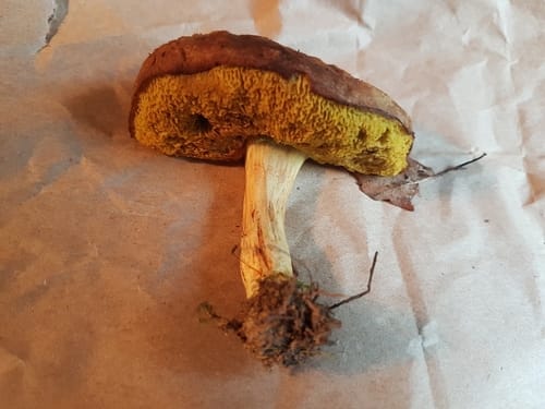 Xerocomus spadiceus