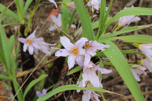 Velloziaceae