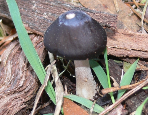 Xerula australis