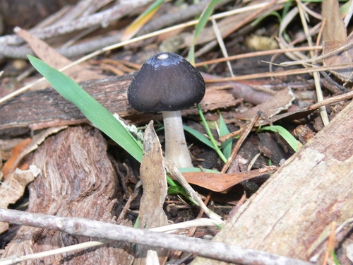 Xerula australis