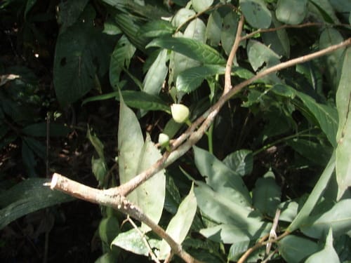 Xylopia cuspidata