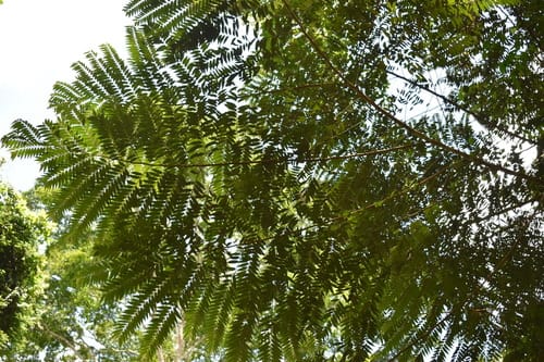 Xylopia hypolampra