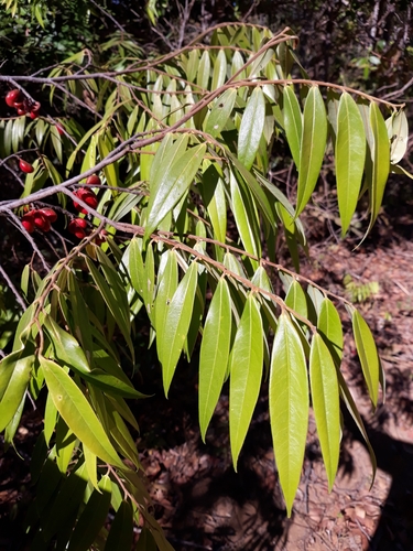 Xylopia sericea