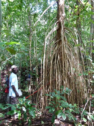 Xylopia staudtii