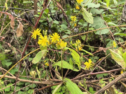 Youngia denticulata