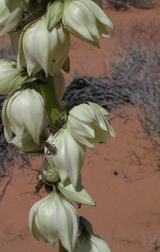 Yucca angustissima