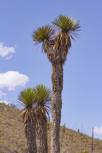 Yucca decipiens