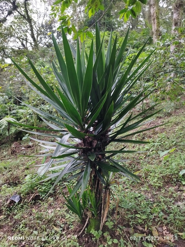 Yucca elephantipes