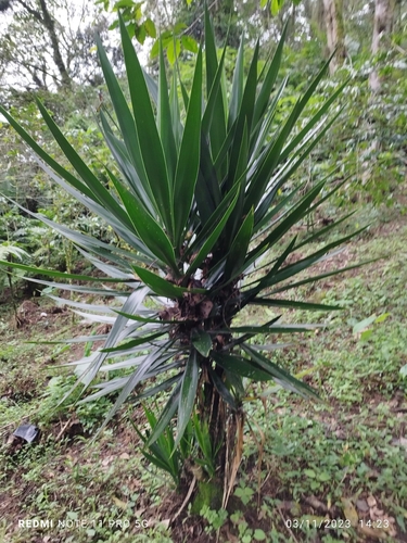 Yucca elephantipes