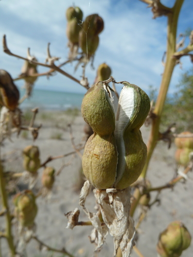 Yucca flaccida
