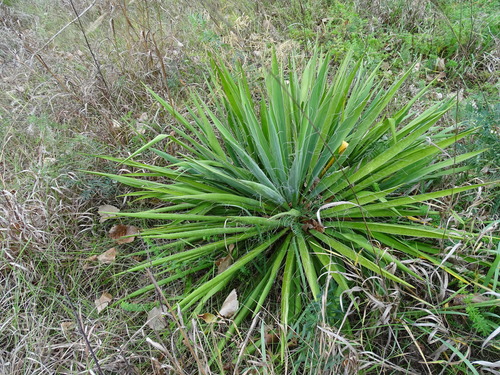 Yucca flaccida