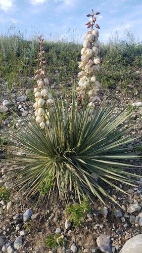 Yucca glauca