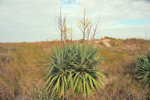 Yucca gloriosa