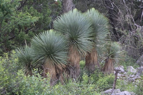 Yucca rostrata