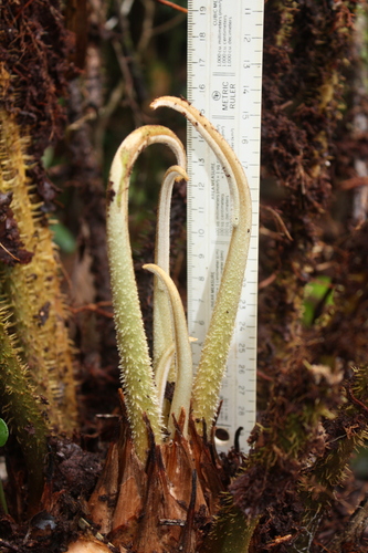 Zamia chigua