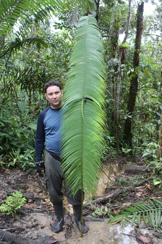 Zamia chigua