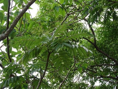 Zanthoxylum ailanthoides