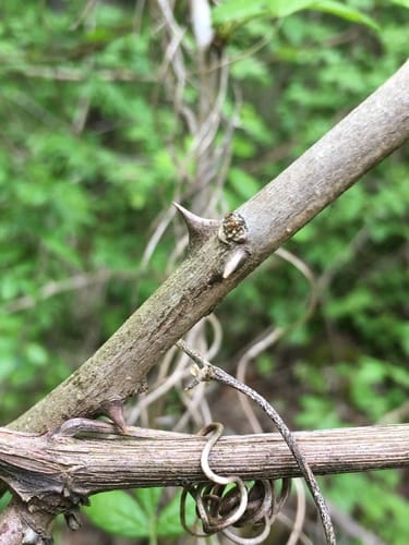 Zanthoxylum americanum
