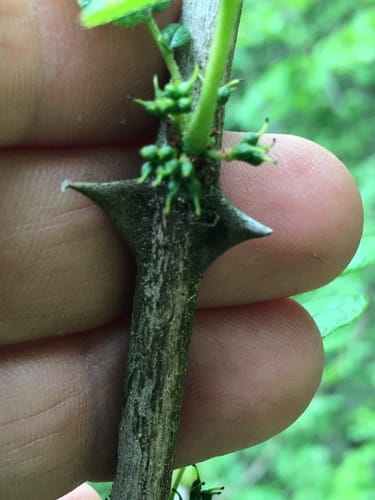 Zanthoxylum americanum