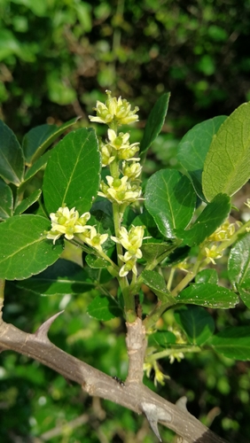Zanthoxylum capense