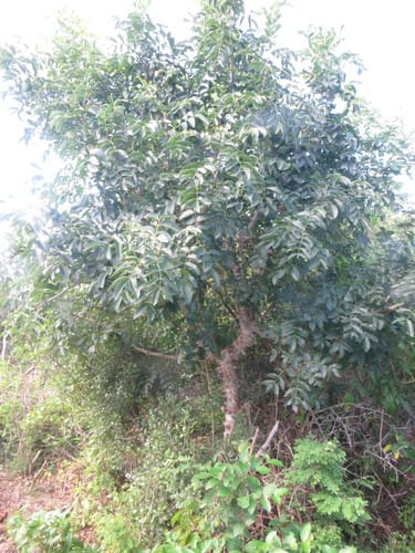 Zanthoxylum chalybeum