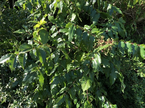 Zanthoxylum clava-herculis