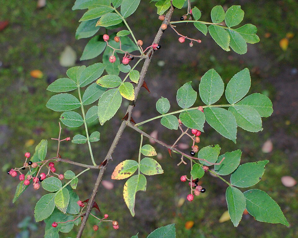 Zanthoxylum coreanum