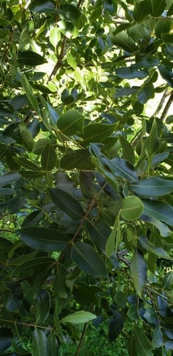 Zanthoxylum flavum