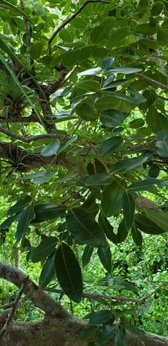 Zanthoxylum flavum