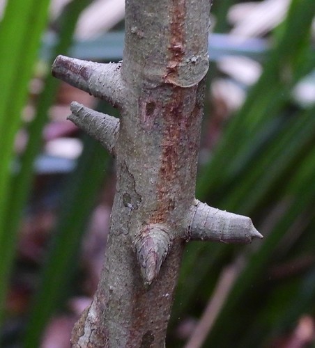 Zanthoxylum nitidum