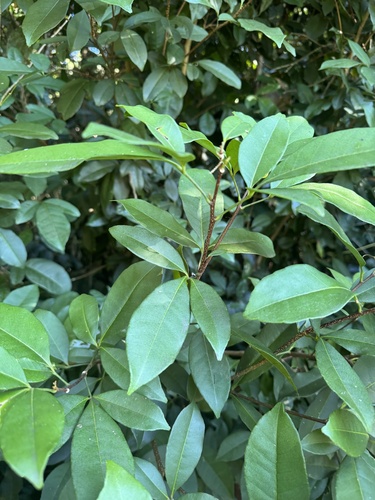 Zanthoxylum ovalifolium