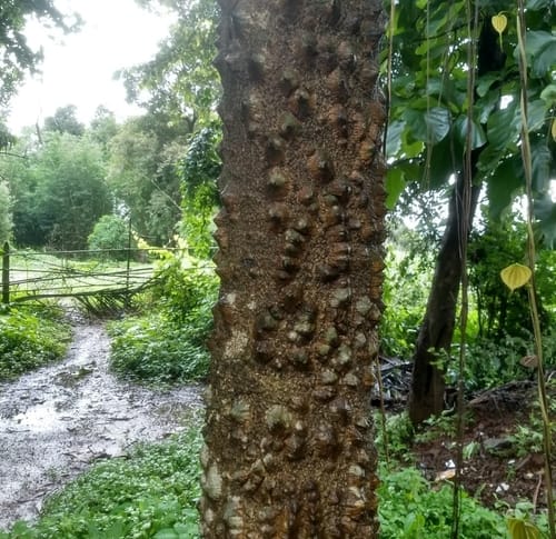 Zanthoxylum rhetsa